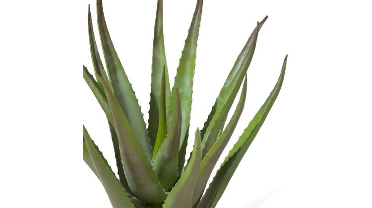 COCO maison Aloe Plant