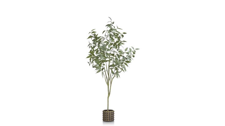 COCO maison Eucalypthus Tree Plant