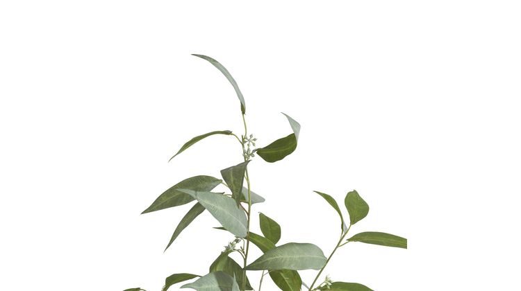 COCO maison Eucalypthus Tree Plant