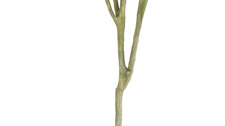 COCO maison Eucalypthus Tree Plant