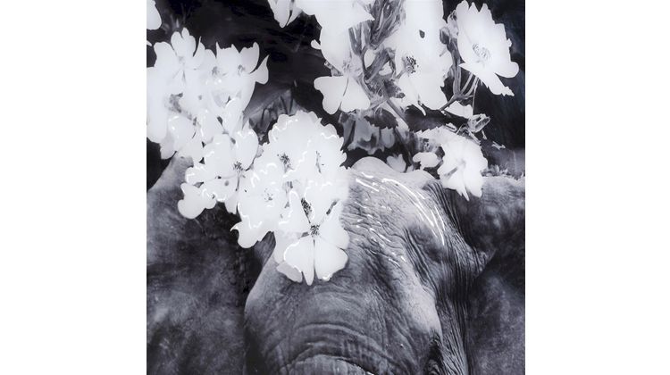 COCO maison Flower Elephant Wanddecoratie