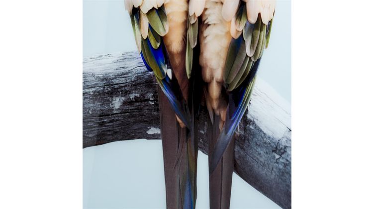 COCO maison Lovebirds Schilderij